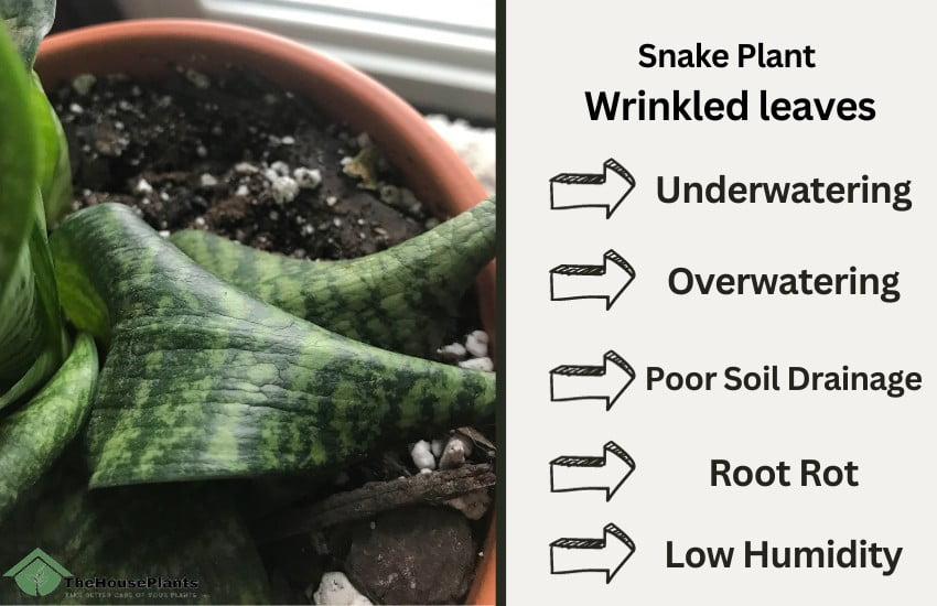 Snake Plant 
Wrinkled leaves
