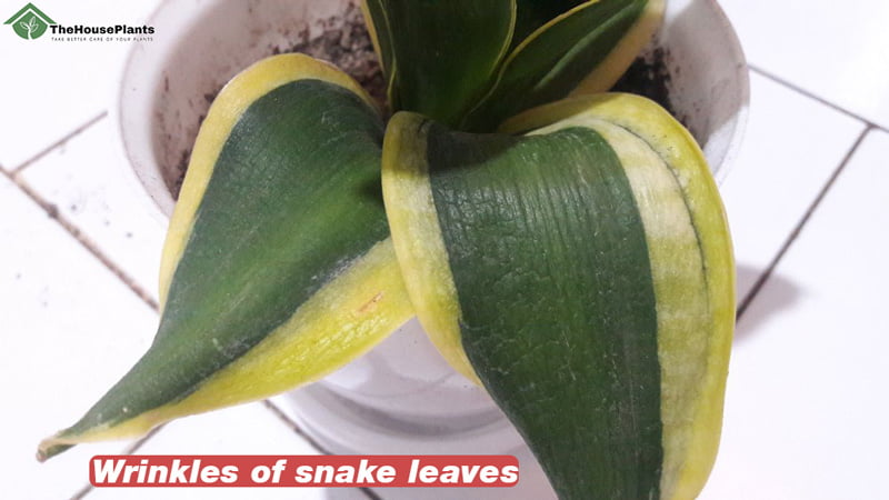 Wrinkles of snake leaves