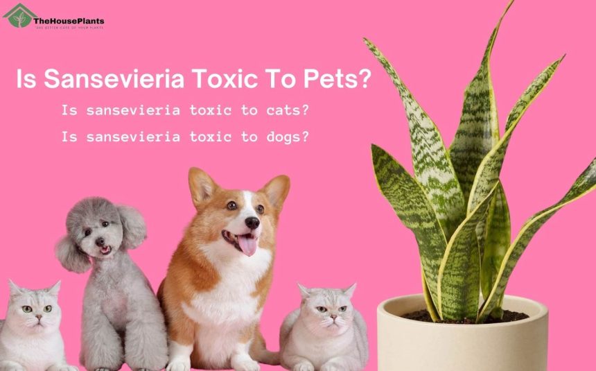 Is Sansevieria Toxic To Pets?