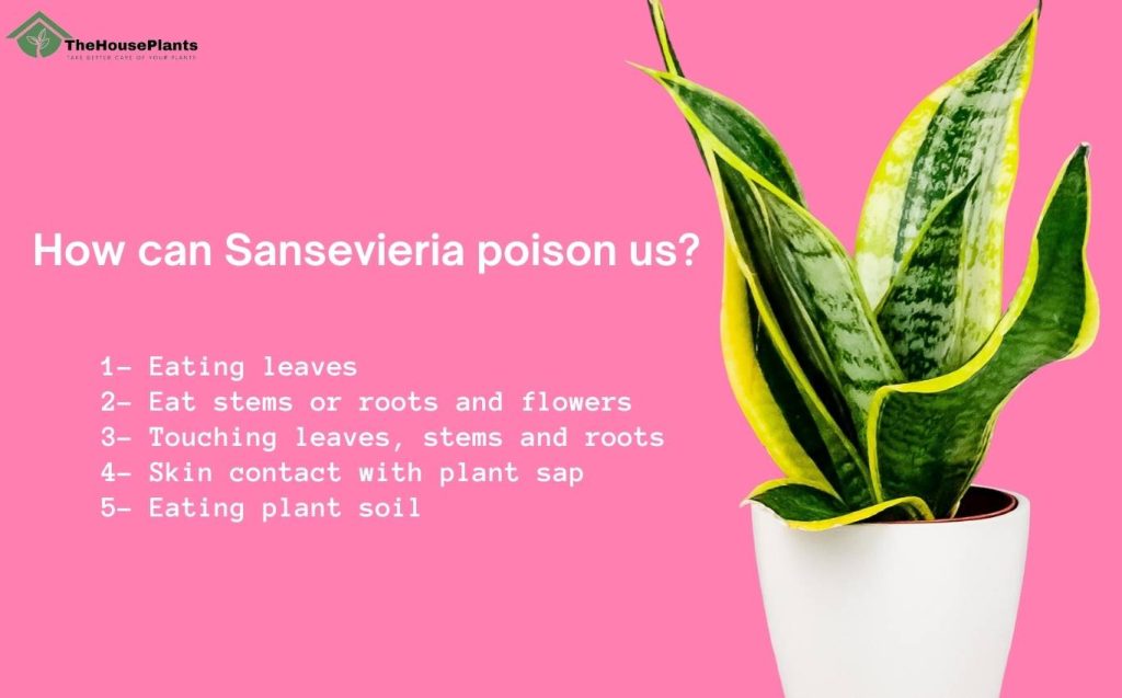 How can Sansevieria poison us?