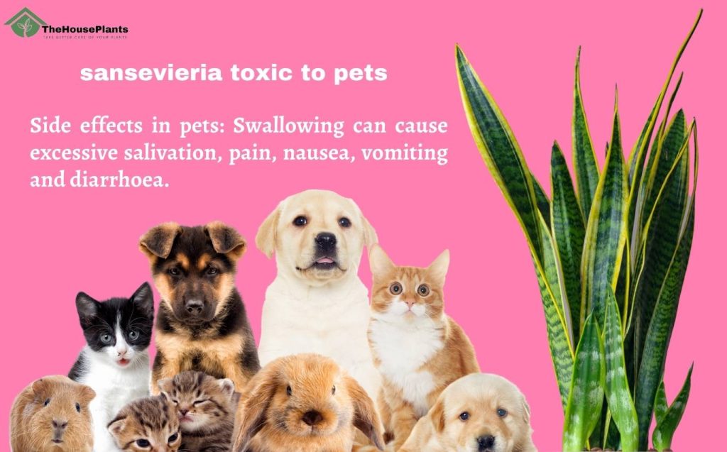sansevieria toxic to pets, Side effects in pets