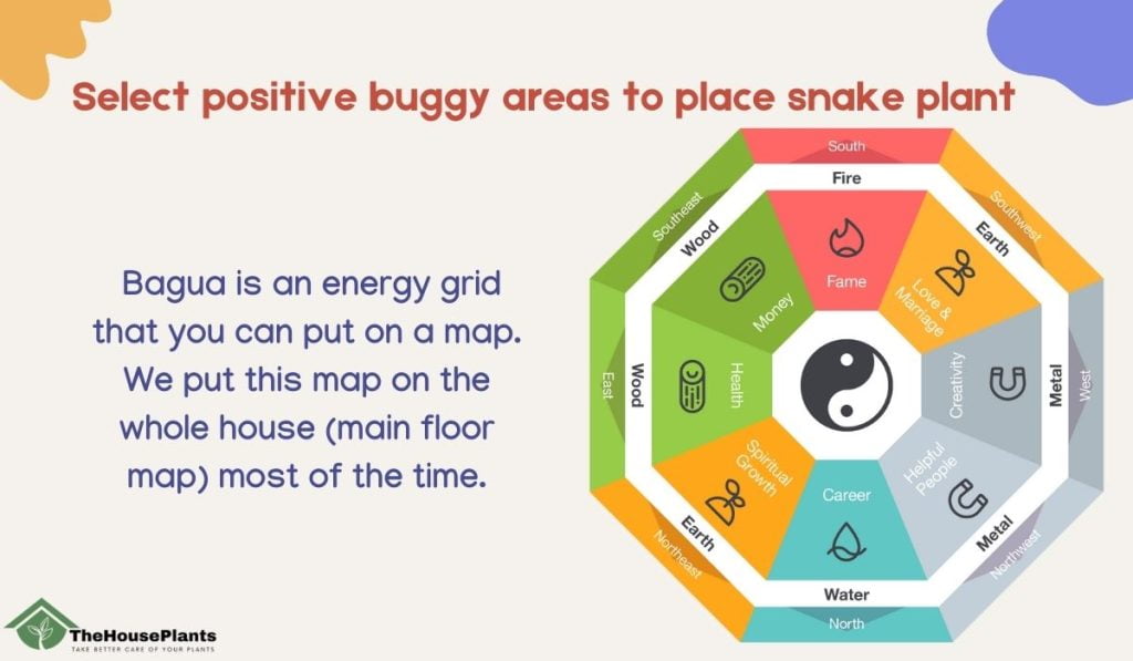 Select positive buggy areas to place snake plant