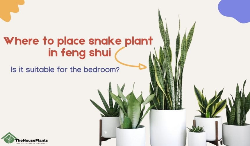 Where to place snake plant in feng shui