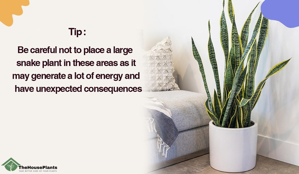 place snake plant in feng shui