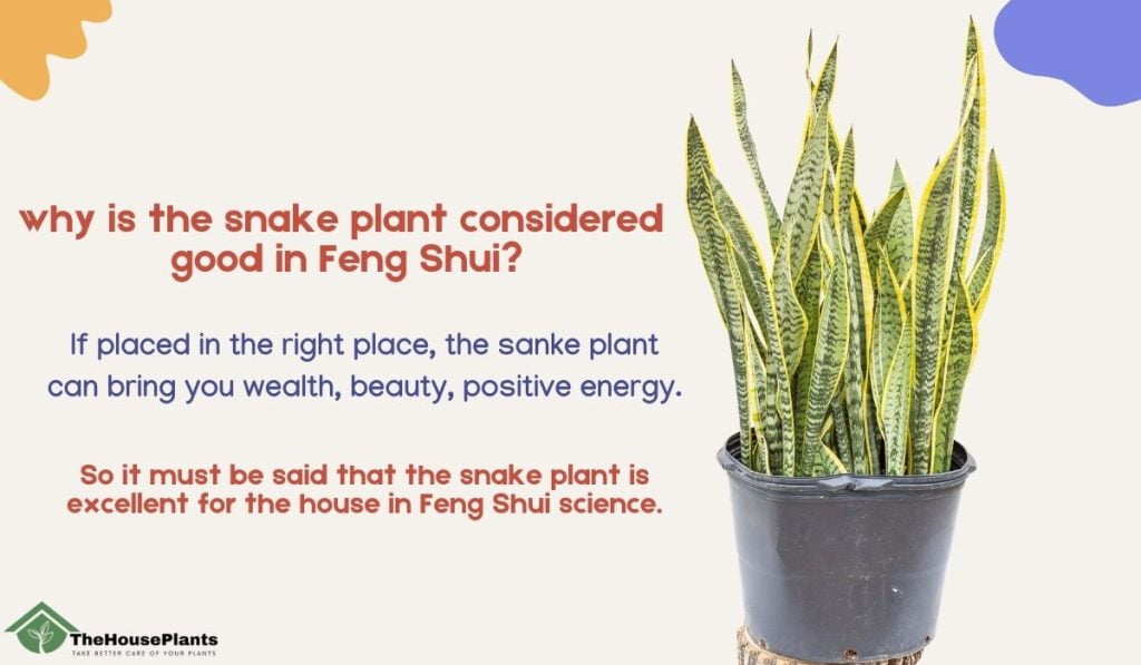 why is the snake plant considered good in Feng Shui