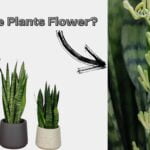 Do snake Plants Flower?