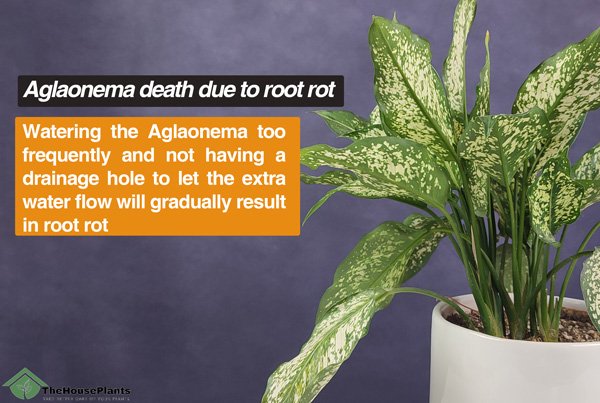 Aglaonema death due to root rot