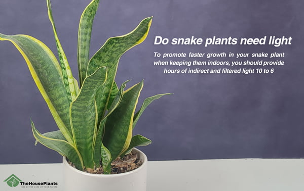 Do snake plants need light