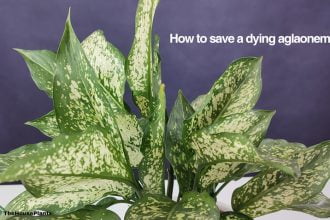 How to save a dying aglaonema?