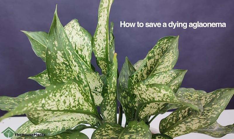 How to save a dying aglaonema?