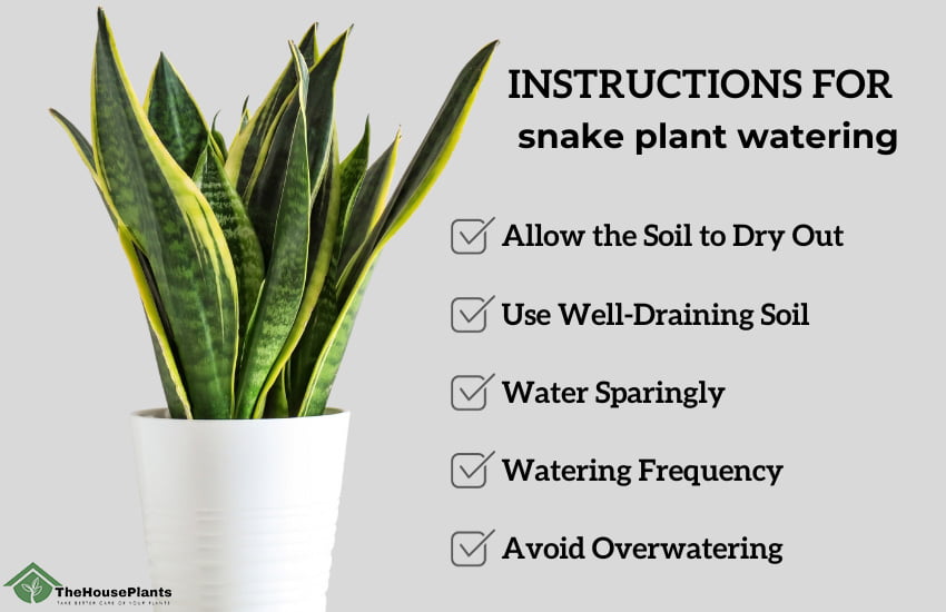 Instructions for snake plant watering
