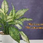 Aglaonema toxic to cats and pets
