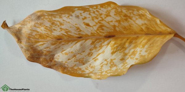 aglaonema yellow leaf 