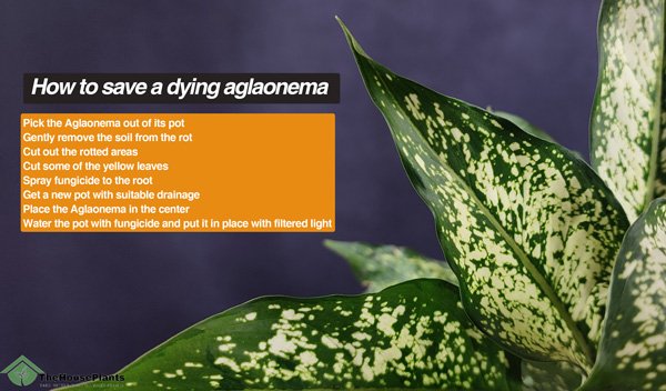 save a dying aglaonema