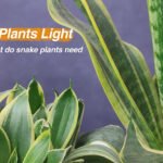 snake plants light