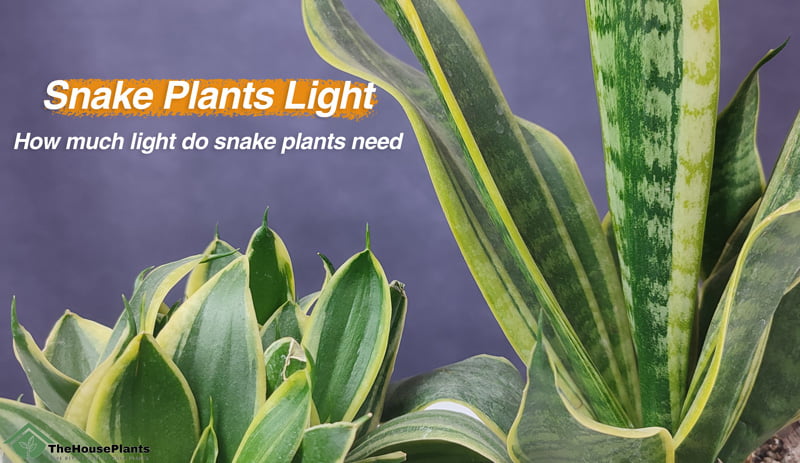 snake plants light