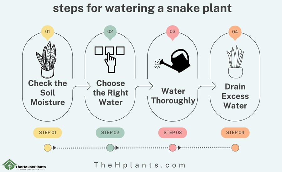 steps for watering a snake plant