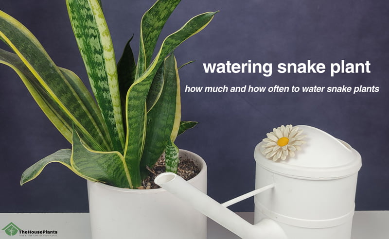 watering snake plant