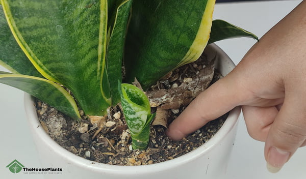 when to water snake plants