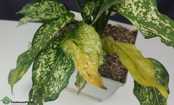 why Aglaonema leaves turning yellow