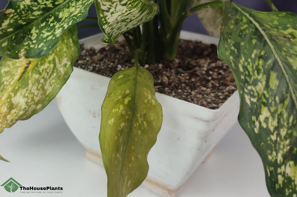 why is my aglaonema turning yellow