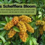 Do Schefflera bloom