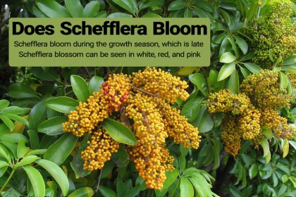 Do Schefflera bloom
