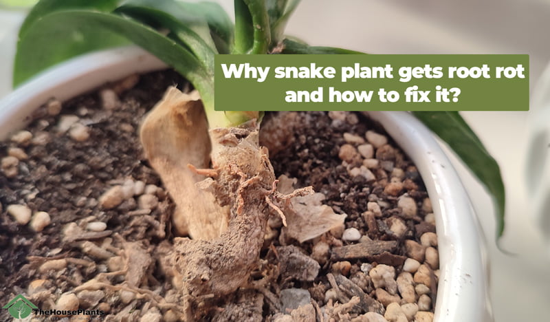 Snake plant root rot