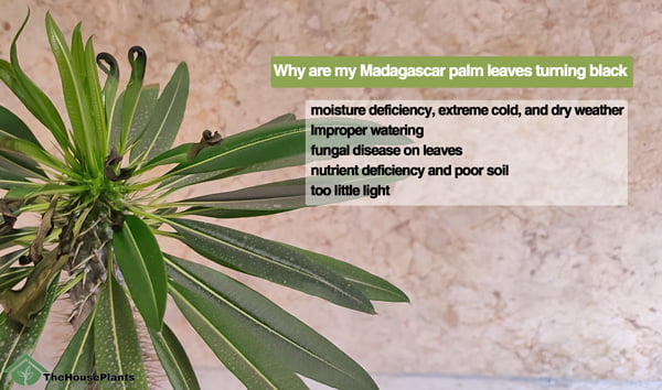 Why are my Madagascar palm leaves turning black? 