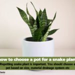 how to choose a pot for a snake plant