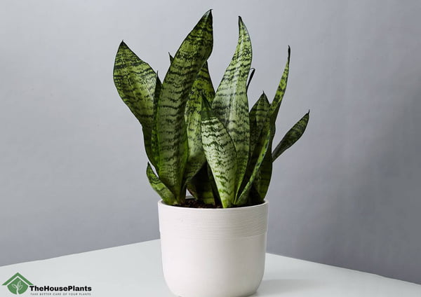 how to choose a pot for a snake plant