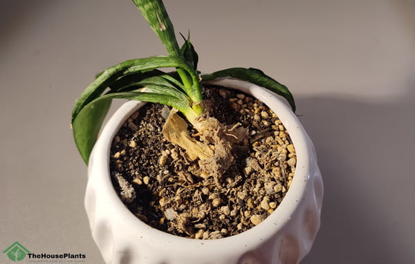 snake plant with root rot 