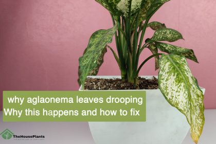 why aglaonema leaves drooping