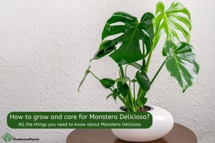 How to grow and care for Monstera Deliciosa