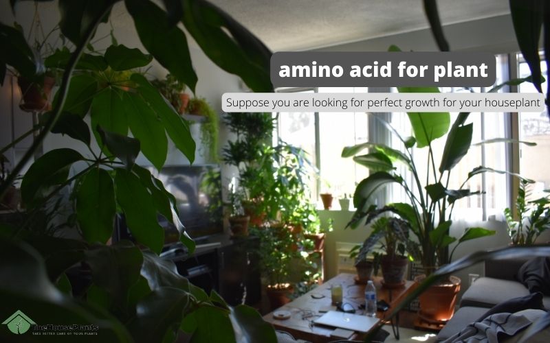 amino acid for plant