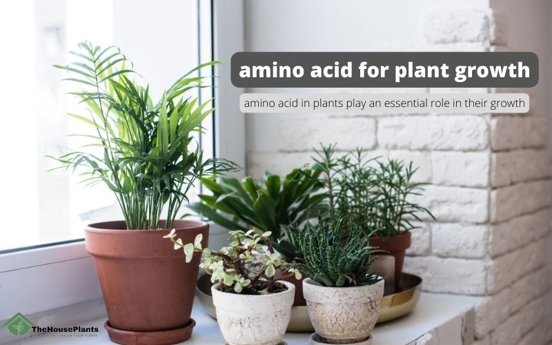 amino acid for plant growth