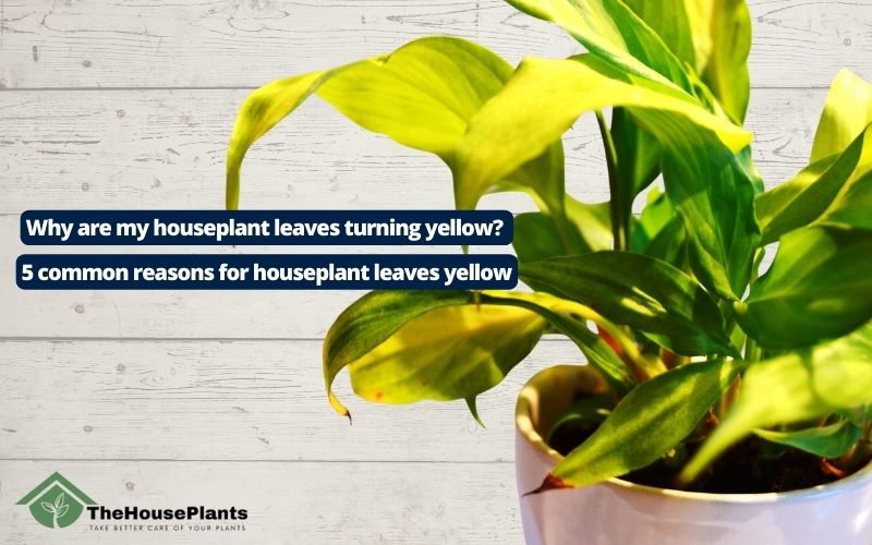 houseplant leaves turning yellow