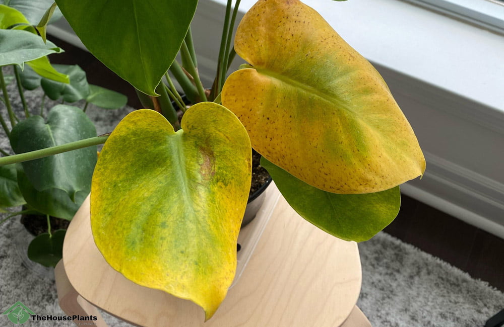 why do houseplants turn yellow