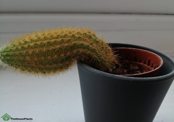 Cactus Drooping