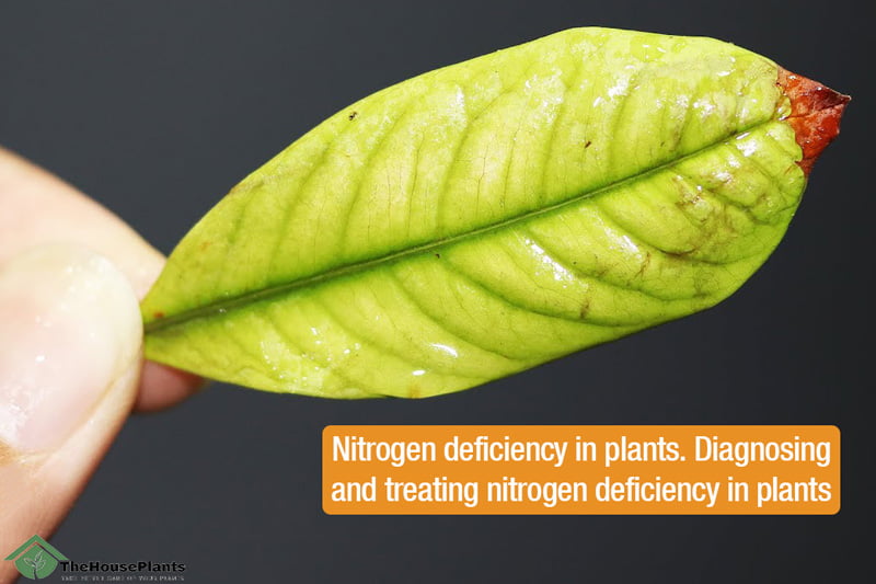 Nitrogen Deficiency in plants
