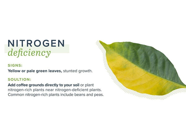 What Causes Nitrogen Deficiency in plants