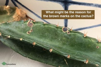 brown spot on cactus