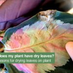 drying leaves on plant