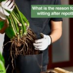 reason for plant wilting after repotting