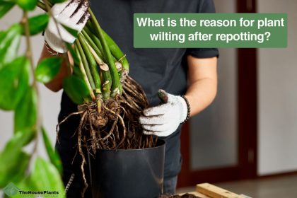 reason for plant wilting after repotting