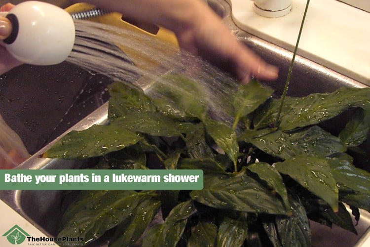 Bathe your plants in a lukewarm shower