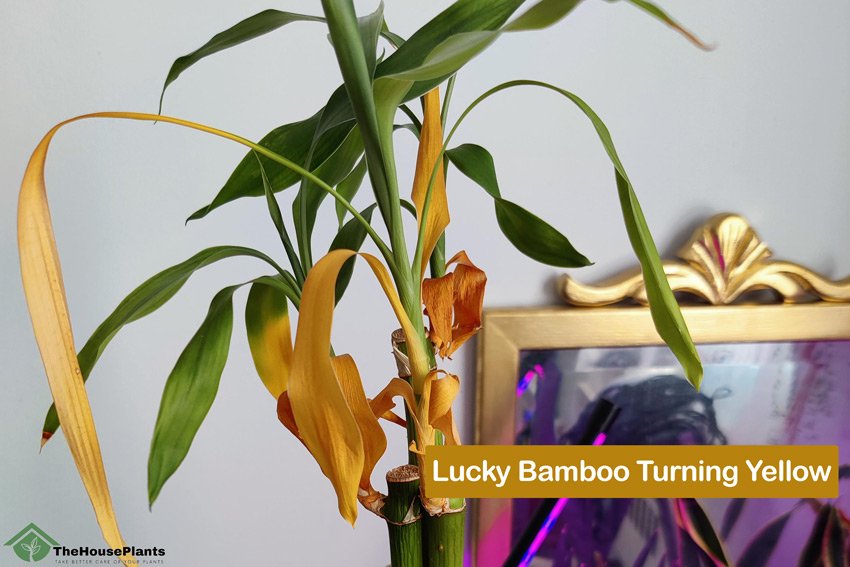 Lucky Bamboo Turning Yellow