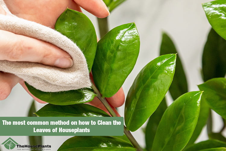 Methods of cleaning the leaves of houseplants