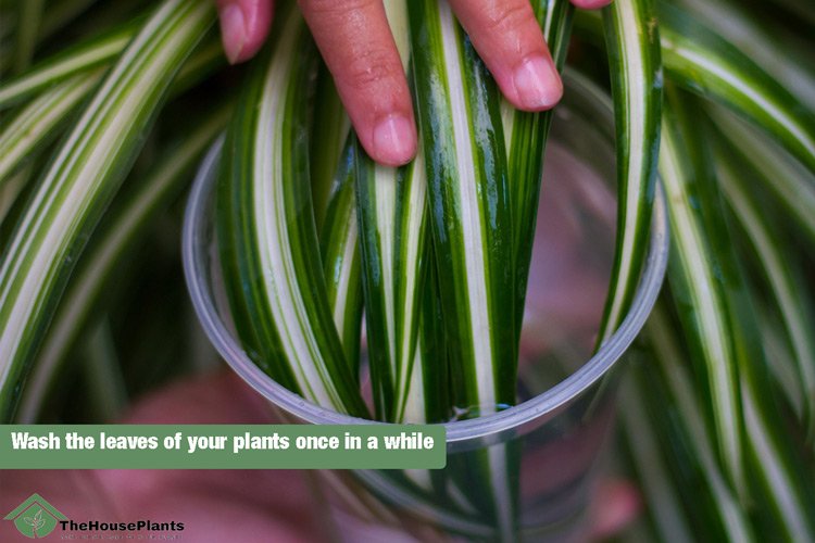 Wash the leaves of your plants once in a while