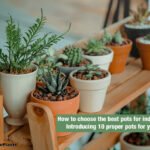 how to choosing a pot for your plant